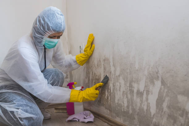 Best Toxic Mold Removal  in Mullica Hill, NJ