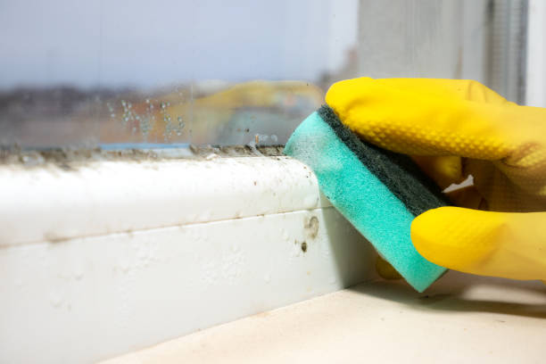 Best Local Mold Removal Service  in Mullica Hill, NJ