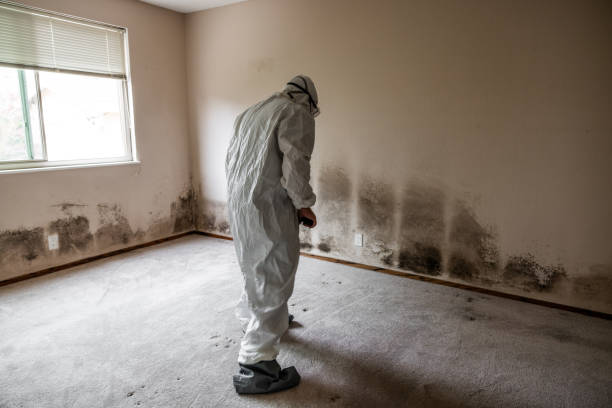 Professional Mold Removal in Mullica Hill, NJ